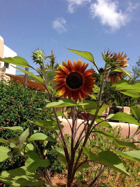 Agroturismo Xarc Santa Eularia des Riu Exterior foto